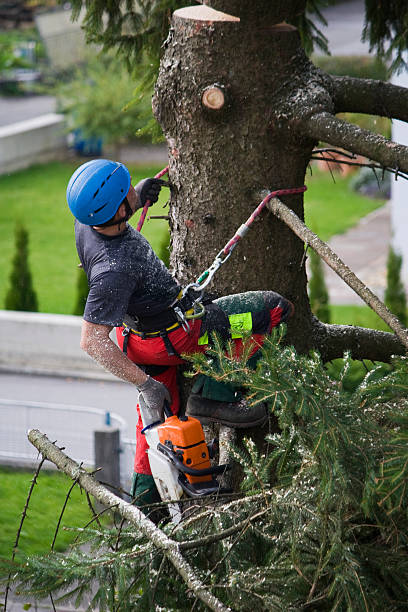 Best Firewood Processing and Delivery  in Decatur, TX
