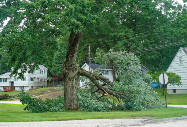 How Our Tree Care Process Works  in  Decatur, TX